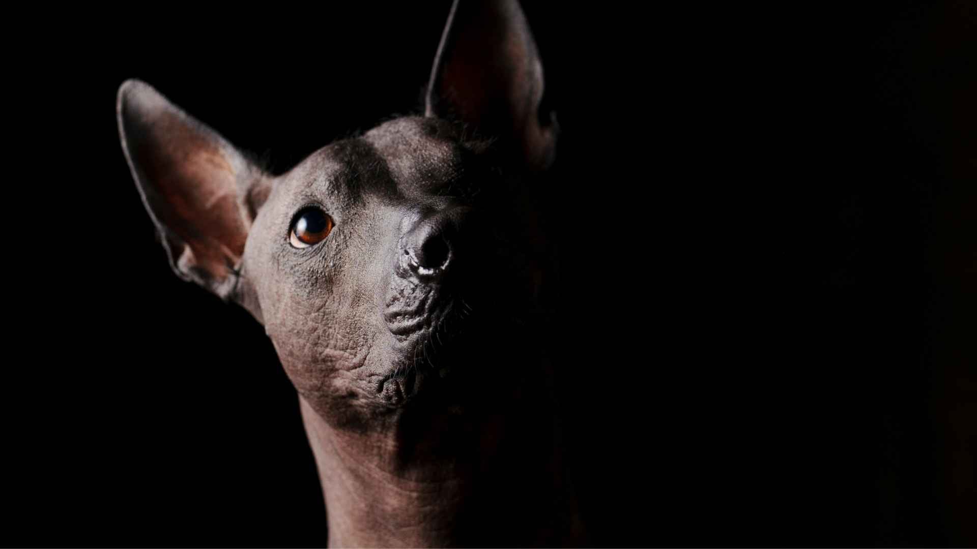 Perro con hernia discal